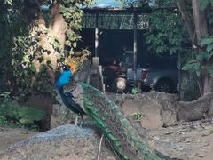 -云南勐巴娜西珍奇园