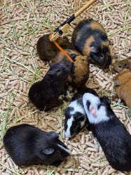 -Zoolung Zoolung动物主题公园(海信广场店)