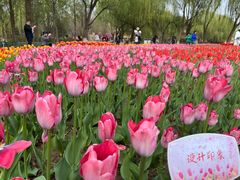 -石家庄市植物园