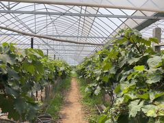 -马陆小张葡萄园农家乐