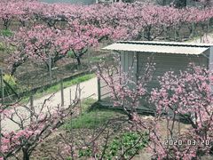 -田园东方蜜桃村的田野营地