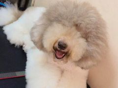 -宠物梦想家(日月豪庭店)