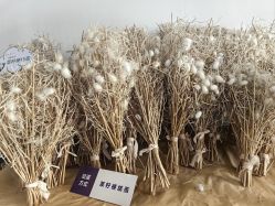 -太湖雪蚕桑文化园