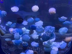 -芜湖新华联大白鲸海洋公园