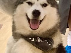 -Husky Go! 哈士奇体验馆·宠物咖啡厅狗咖