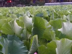 -高子水居