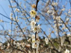 -马峦山郊野公园