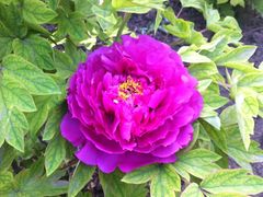 iphone_upload_pic-景山公园
