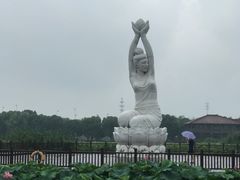 -荷塘月色湿地公园·向阳花洲