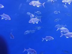 -哈尔滨波塞冬海底世界