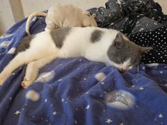 -喵zoo家庭繁育猫舍(尖东智能花园店)