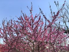 -石家庄市植物园