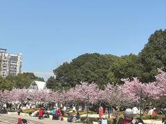 -新江湾城公园