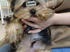 -萌宠之家·腊肠犬·马尔泰·小体犬舍