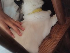 -喵屿·大理花园猫咖