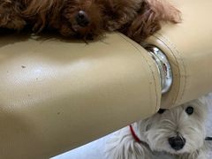 -喜多萌中农锦绣动物医院24H·猫科·牙科MRI·CT