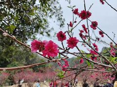 -南国桃园旅游度假区