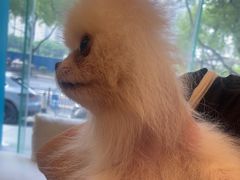 -瑞派申生动物医院·24H夜诊·国际动物医疗中心·骨外科(吴中路店)