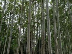 -桉树林A coffee 森林餐厅(三圣乡店)