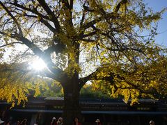 -千年银杏谷文化旅游区