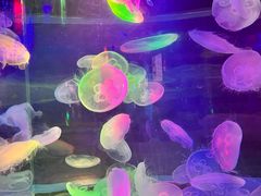 -太平洋海底世界