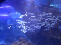 -江和美海洋公园