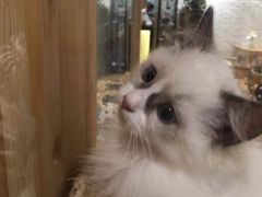 -藏猫猫咖啡主题馆(中央大道店)