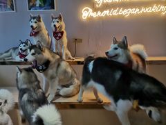 -Husky Go! 哈士奇体验馆·宠物咖啡厅狗咖