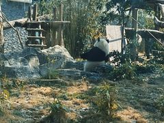 -武汉动物园
