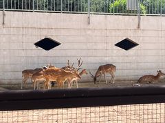 -青藏高原野生动物园