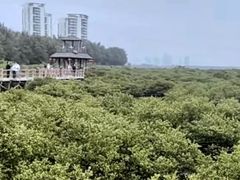 -北海金海湾红树林生态旅游区