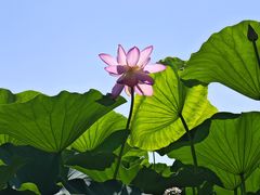 -长春市南湖公园