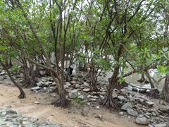 -宝安西湾红树林湿地公园