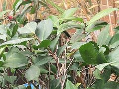-小茶闲舍·观景商务茶馆(广州塔店)