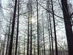 -黄海国家森林公园