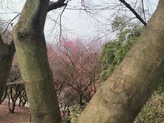 -新建村梅花