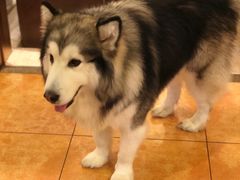 -more than meow吴止猫主题餐厅(承德 中船汇店)