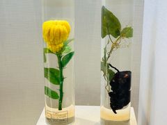 -广东中医药博物馆