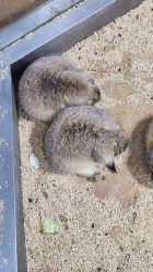 -未来动物城主题公园(正弘城店)