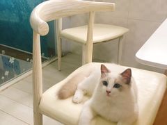 -喵的天空名猫咖啡馆·撸猫·猫舍·用品