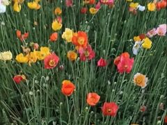 -云南省昆明市正义路步行街(三市街)