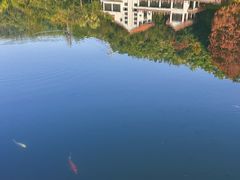 -深圳仙湖植物园