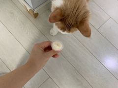 -喵的天空名猫咖啡馆·撸猫·猫舍·用品