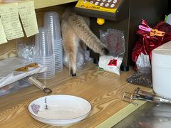 -南京Hallo宠物乐园·哈罗犬舍·柴犬繁育基地