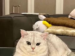 -欣宠猫屋·矮脚拿破仑·蓝金金渐层