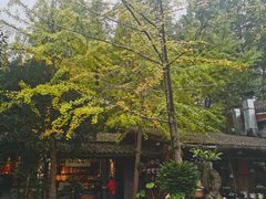 -青城甲(青城山店)