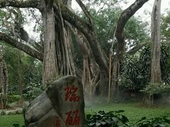 -瑞丽独树成林风景区