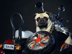 -超宠爱宠物摄影-Super pet