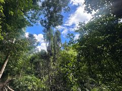 -西双版纳原始森林公园