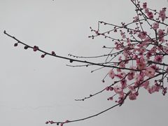 -安方塔